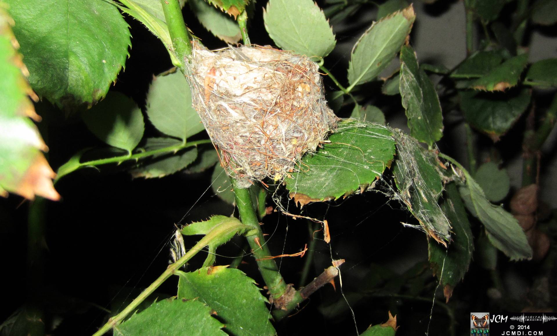 Allen's Hummingbird Nest great detail